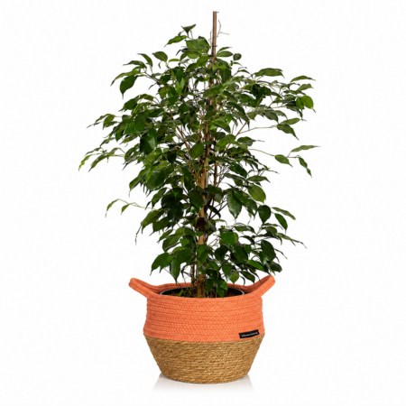 Ficus Benjamina - Large (75-100cm), Orange Belly Basket