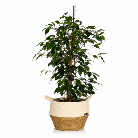 Ficus Benjamina - Large (75-100cm), White Belly Basket