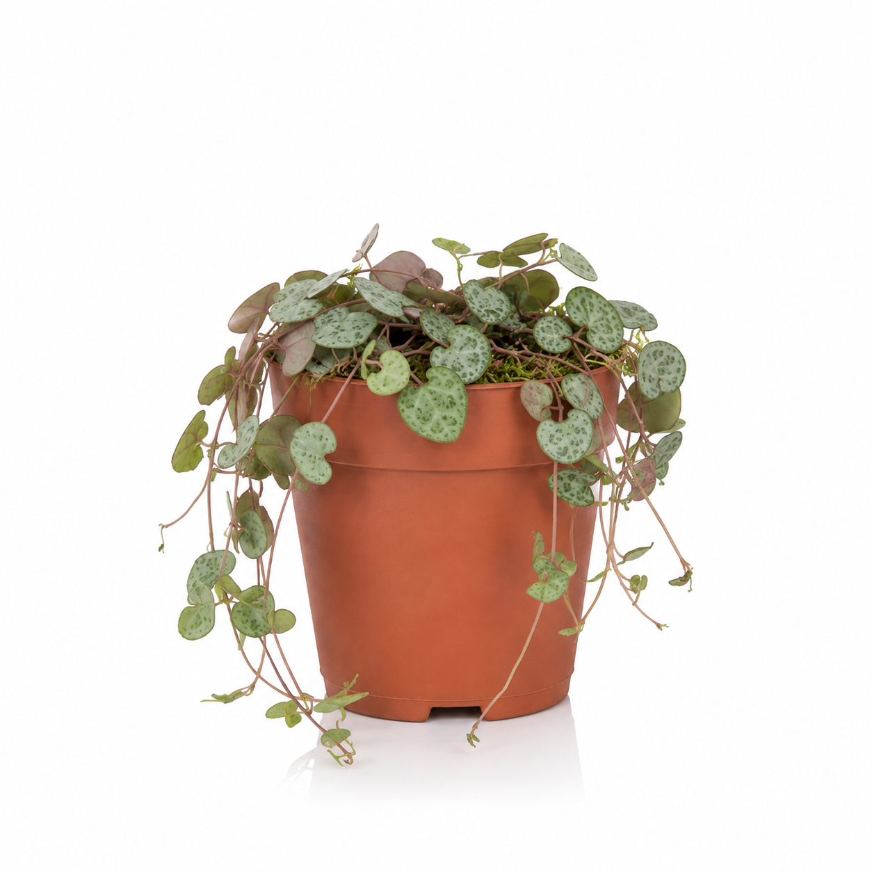 String of Hearts