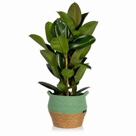 Ficus Elastica (Rubber Plant) - Extra Large (100-150cm), Green Belly Basket