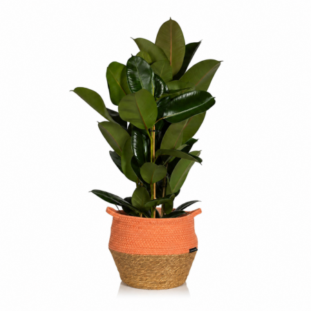 Ficus Elastica (Rubber Plant) - Extra Large (100-150cm), Orange Belly Basket