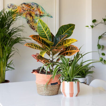 Croton Petra