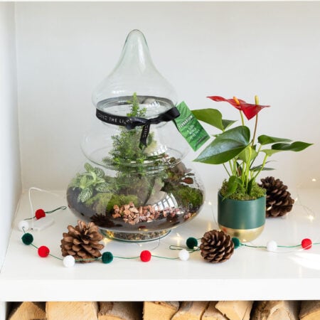 Christmas Tree Terrarium