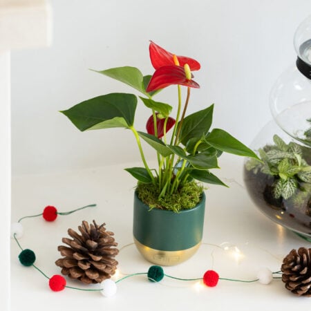 Mini Christmas Red Anthurium