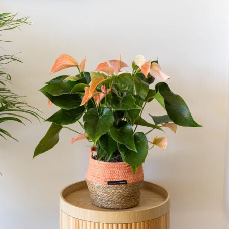 Big Peach Anthurium