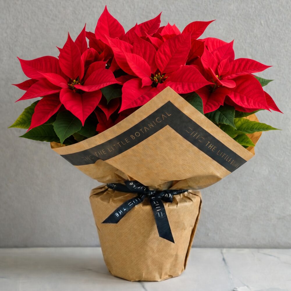 Red Gift Wrapped Poinsettia