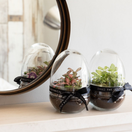 Small Egg Terrarium