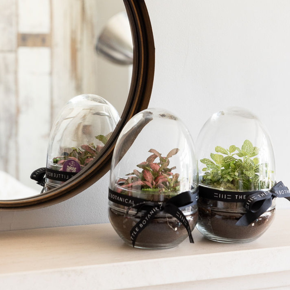 Untitled design - 2026-10-16T151910.170 Egg Terrarium