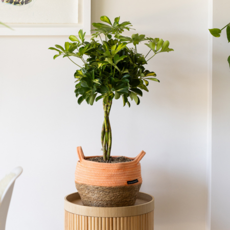 Schefflera (braided stem)