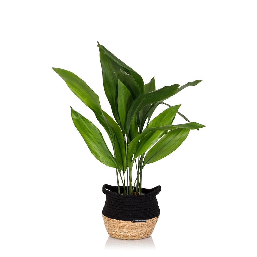 Cast Iron Houseplant The Little Botanical