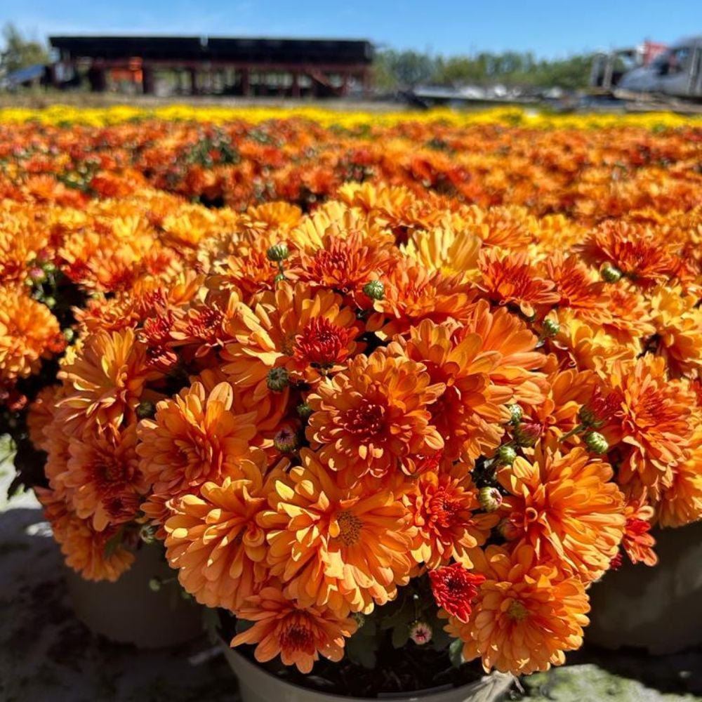 Chrysanthemum Garden Bundle The Little Botanical