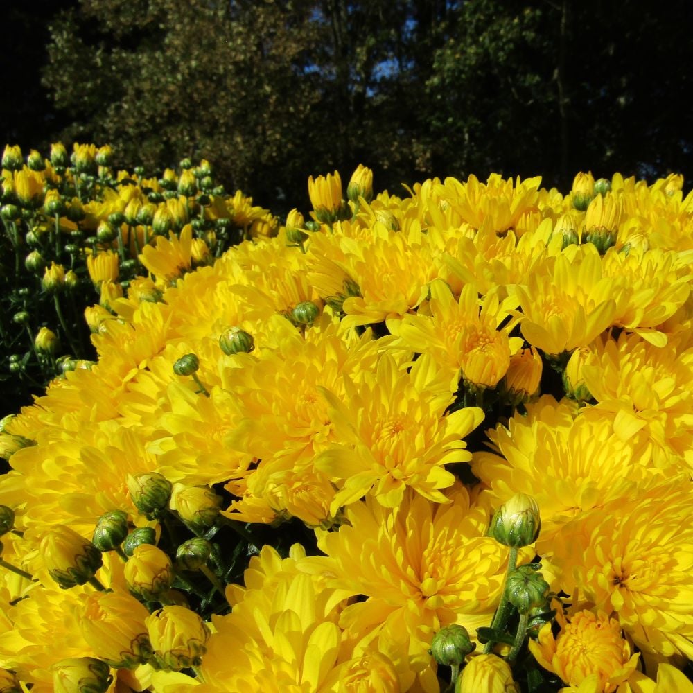 Chrysanthemum Garden Bundle The Little Botanical