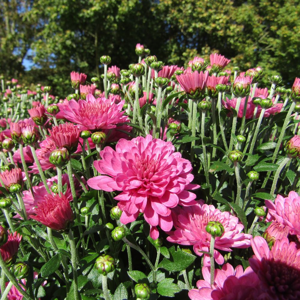 Chrysanthemum Garden Bundle The Little Botanical