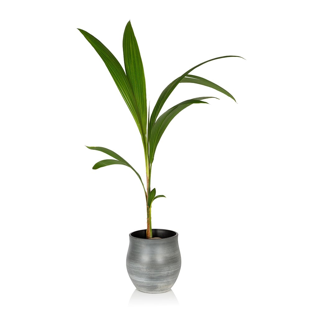 Coconut Palm Tree The Little Botanical