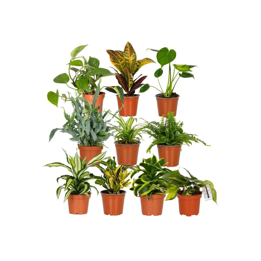 Jungle in a Box The Little Botanical